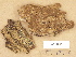  (Botryohypochnus isabellinus - H6012613)  @11 [ ] Copyright (2012) Diana Weckman Botanical Museum, Finnish Museum of Natural History, University of Helsinki