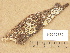  (Henningsomyces candidus - H6012779)  @11 [ ] Copyright (2012) Diana Weckman Botanical Museum, Finnish Museum of Natural History, University of Helsinki