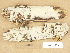  (Hyphodontia cf. breviseta - H6012959)  @11 [ ] Copyright (2012) Diana Weckman Botanical Museum, Finnish Museum of Natural History, University of Helsinki