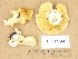  (Trametes pubescens - H6013243)  @11 [ ] Copyright (2012) Diana Weckman Botanical Museum, Finnish Museum of Natural History, University of Helsinki
