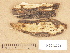  (Megalocystidium leucoxanthum f. salicis - H6013324)  @11 [ ] Copyright (2012) Diana Weckman Botanical Museum, Finnish Museum of Natural History, University of Helsinki