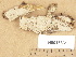  (Hyphoderma echinocystis - H6013331)  @11 [ ] Copyright (2012) Diana Weckman Botanical Museum, Finnish Museum of Natural History, University of Helsinki