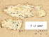  (Hyphoderma roseocremeum - H6013332)  @11 [ ] Copyright (2012) Diana Weckman Botanical Museum, Finnish Museum of Natural History, University of Helsinki
