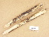  (Peniophorella praetermissa coll - H6013350)  @11 [ ] Copyright (2012) Diana Weckman Botanical Museum, Finnish Museum of Natural History, University of Helsinki