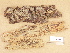  (Botryobasidium botryosum cf - H6013363)  @11 [ ] Copyright (2012) Diana Weckman Botanical Museum, Finnish Museum of Natural History, University of Helsinki