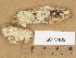  (Hypochniciellum cremeoisabellinum - H6013405)  @11 [ ] Copyright (2013) Diana Weckman Botanical Museum, Finnish Museum of Natural History, University of Helsinki