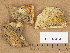  (Hypomyces aurantius - H6013454)  @11 [ ] Copyright (2013) Diana Weckman Botanical Museum, Finnish Museum of Natural History, University of Helsinki