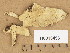  (Hypocrea citrina - H6013456)  @11 [ ] Copyright (2013) Diana Weckman Botanical Museum, Finnish Museum of Natural History, University of Helsinki