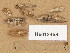  (Trechispora cf. farinacea - H6013458)  @11 [ ] Copyright (2013) Diana Weckman Botanical Museum, Finnish Museum of Natural History, University of Helsinki