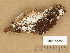  (Sistotrema sernanderi - H6013465)  @11 [ ] Copyright (2013) Diana Weckman Botanical Museum, Finnish Museum of Natural History, University of Helsinki