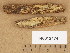 (Trechispora stellulata - H6013474)  @11 [ ] Copyright (2013) Diana Weckman Botanical Museum, Finnish Museum of Natural History, University of Helsinki