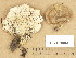  (Polyporus melanopus - H6019083)  @11 [ ] Copyright (2013) Diana Weckman Botanical Museum, Finnish Museum of Natural History, University of Helsinki