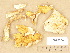  (Ossicaulis lignatilis - H6026504)  @11 [ ] Copyright (2012) Diana Weckman Botanical Museum, Finnish Museum of Natural History, University of Helsinki