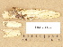  (Tubulicrinis glebulosus - H6028327)  @11 [ ] Copyright (2012) Diana Weckman Botanical Museum, Finnish Museum of Natural History, University of Helsinki