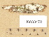  (Hyphoderma sibiricum - H6033472)  @11 [ ] Copyright (2012) Diana Weckman Botanical Museum, Finnish Museum of Natural History, University of Helsinki