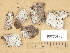  (Hypochnicium lundellii - H6033473)  @11 [ ] Copyright (2012) Diana Weckman Botanical Museum, Finnish Museum of Natural History, University of Helsinki