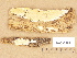  (Skeletocutis brevispora - H6033491)  @11 [ ] Copyright (2012) Diana Weckman Botanical Museum, Finnish Museum of Natural History, University of Helsinki