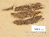  (Hymenochaete fuliginosa - H6045700)  @11 [ ] Copyright (2014) Diana Weckman Botanical Museum, Finnish Museum of Natural History, University of Helsinki