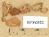  (Hyphoderma involutum - H7005152)  @11 [ ] Copyright (2012) Diana Weckman Botanical Museum, Finnish Museum of Natural History, University of Helsinki