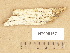  (Ceraceomyces sublaevis - H7005167)  @11 [ ] Copyright (2012) Diana Weckman Botanical Museum, Finnish Museum of Natural History, University of Helsinki