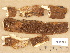 (Phellinus ferruginosus - H7005361)  @11 [ ] Copyright (2012) Diana Weckman Botanical Museum, Finnish Museum of Natural History, University of Helsinki