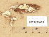  (Byssoporia mollicula - H7005480)  @11 [ ] Copyright (2012) Diana Weckman Botanical Museum, Finnish Museum of Natural History, University of Helsinki