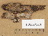  (Peniophora cf. septentrionalis - H7005737.1)  @11 [ ] Copyright (2013) Diana Weckman Botanical Museum, Finnish Museum of Natural History, University of Helsinki