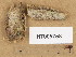  (Hyphoderma cf. subdefinitum - H7005758)  @11 [ ] Copyright (2013) Diana Weckman Botanical Museum, Finnish Museum of Natural History, University of Helsinki