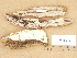  (Oligoporus sericeomollis - H7019200)  @11 [ ] Copyright (2012) Diana Weckman Botanical Museum, Finnish Museum of Natural History, University of Helsinki