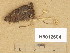  (Marasmiellus vaillantii - H6012604)  @11 [ ] Copyright (2014) Diana Weckman Botanical Museum, Finnish Museum of Natural History, University of Helsinki