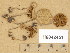  (Naucoria luteolofibrillosa - H6042451)  @11 [ ] Copyright (2014) Diana Weckman Botanical Museum, Finnish Museum of Natural History, University of Helsinki