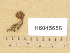  (Naucoria silvae-novae - H6045658)  @11 [ ] Copyright (2014) Diana Weckman Botanical Museum, Finnish Museum of Natural History, University of Helsinki