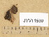  (Trichophaeopsis bicuspis - JYV11590)  @11 [ ] Copyright (2014) Diana Weckman Botanical Museum, Finnish Museum of Natural History, University of Helsinki