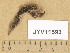  (Gorgoniceps sp. 1 - JYV11593)  @11 [ ] Copyright (2014) Diana Weckman Botanical Museum, Finnish Museum of Natural History, University of Helsinki