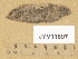  (Protounguicularia transiens - JYV11597)  @11 [ ] Copyright (2014) Diana Weckman Botanical Museum, Finnish Museum of Natural History, University of Helsinki