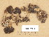  (Gyromitra longipes - TUR187919)  @11 [ ] Copyright (2013) Diana Weckman Botanical Museum, Finnish Museum of Natural History, University of Helsinki