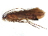  (Nemotaulius punctatolineatus - JSlk-2010B077)  @14 [ ] CreativeCommons - Attribution (2010) Unspecified Centre for Biodiversity Genomics
