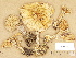  (Cortinarius caesiocanescens - H6000860)  @11 [ ] Copyright (2012) Diana Weckman Botanical Museum, Finnish Museum of Natural History, University of Helsinki