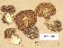  (Cortinarius aff. scaurus - H6004348)  @11 [ ] Copyright (2012) Diana Weckman Botanical Museum, Finnish Museum of Natural History, University of Helsinki