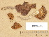  (Cortinarius aff. depressus - H6008015)  @11 [ ] Copyright (2012) Diana Weckman Botanical Museum, Finnish Museum of Natural History, University of Helsinki