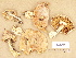  (Cortinarius cumatilis - H6016455)  @11 [ ] Copyright (2012) Diana Weckman Botanical Museum, Finnish Museum of Natural History, University of Helsinki