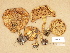  (Cortinarius pseudoglaucopus - H6026132)  @11 [ ] Copyright (2012) Diana Weckman Botanical Museum, Finnish Museum of Natural History, University of Helsinki
