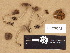 (Cortinarius sp. TN004 - H6029342)  @11 [ ] Copyright (2012) Diana Weckman Botanical Museum, Finnish Museum of Natural History, University of Helsinki