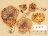  (Cortinarius variegatus - H6029353)  @11 [ ] Copyright (2012) Diana Weckman Botanical Museum, Finnish Museum of Natural History, University of Helsinki