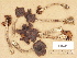  (Cortinarius aff. erubescens - H6029837)  @11 [ ] Copyright (2012) Diana Weckman Botanical Museum, Finnish Museum of Natural History, University of Helsinki