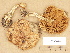  (Cortinarius serarius - H6030025)  @11 [ ] Copyright (2012) Diana Weckman Botanical Museum, Finnish Museum of Natural History, University of Helsinki