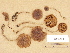  (Cortinarius aff. fulvescens - H6030036)  @11 [ ] Copyright (2012) Diana Weckman Botanical Museum, Finnish Museum of Natural History, University of Helsinki