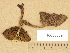  (Cortinarius olivaceofuscus - H6030669)  @11 [ ] Copyright (2012) Diana Weckman Botanical Museum, Finnish Museum of Natural History, University of Helsinki