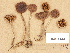  (Cortinarius pilati - H6031444)  @11 [ ] Copyright (2012) Diana Weckman Botanical Museum, Finnish Museum of Natural History, University of Helsinki