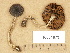  (Cortinarius depressus - H6031673)  @11 [ ] Copyright (2012) Diana Weckman Botanical Museum, Finnish Museum of Natural History, University of Helsinki